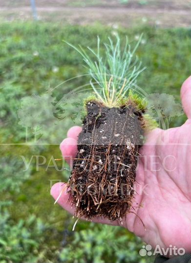 Голубая ель зкс сеянцы для лесовосстановления