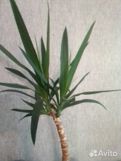 Комнатные цветы юкка