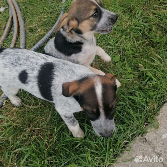 Собаки бесплатно в добрые руки щенки