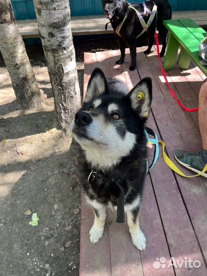 Собака в добрые руки