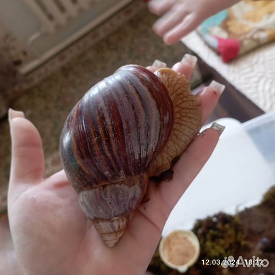 Улитки ахатины