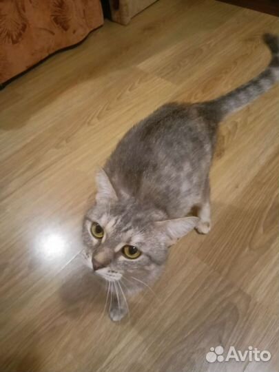 Кошка в дар бесплатно