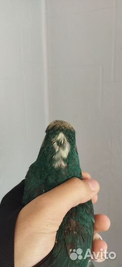 Ручной Выкормыш какарик