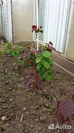 Фундук, айва японская