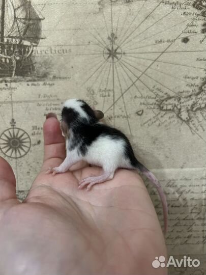 Ручные крысята Дамбо Айвори,хаски,Black