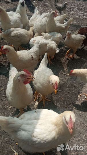 Цыплята подрощенные 3.5месяца