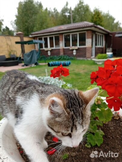 Котенок девочка