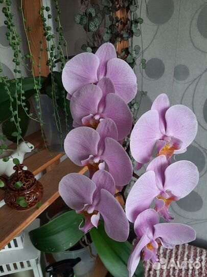 Орхидеи фаленопсис