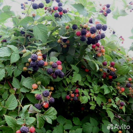 Саженцы малина, крыжовник, жимолость, Гуми,смород