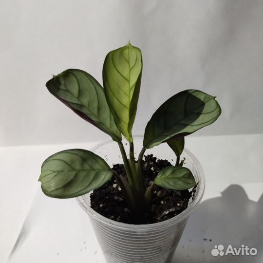 Ктенанта амагрис мини