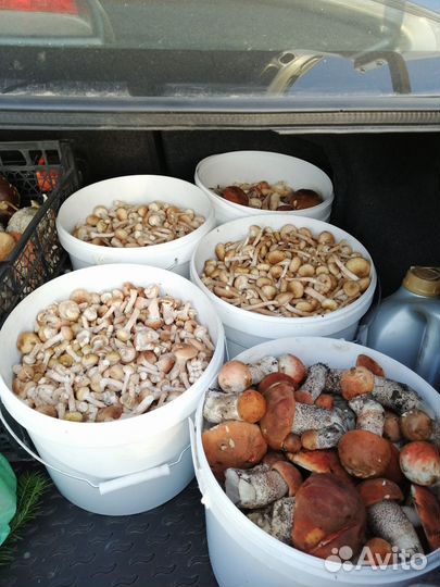 Опята мелкие