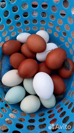 Куры Маран. Лакеданзи. Фавероль