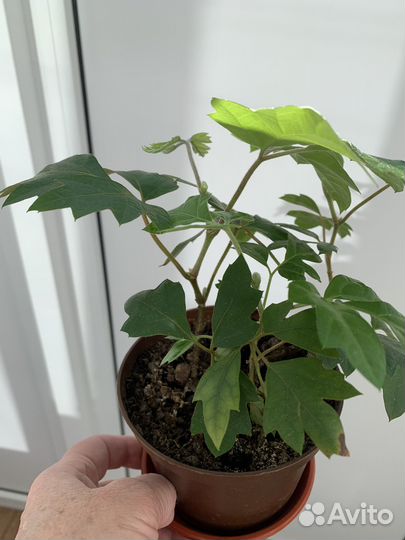 Циссус, цветы комнатные