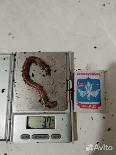 Крупный Червь дендробена