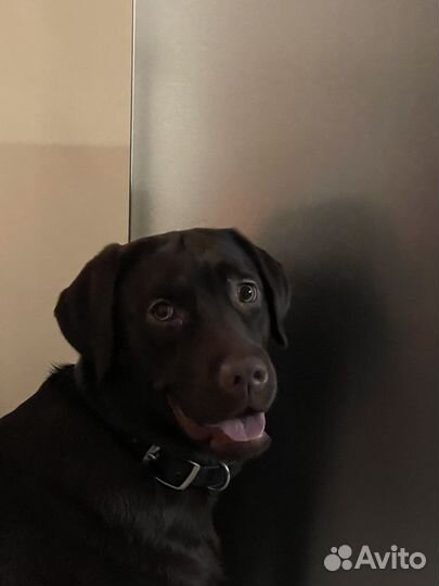 Передержка, зооняня, выгульщик