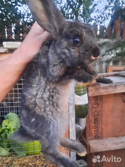 Продам кроликов