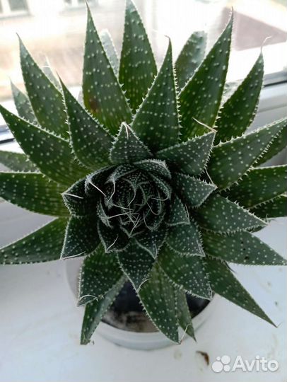 Домашние растения Хавортия