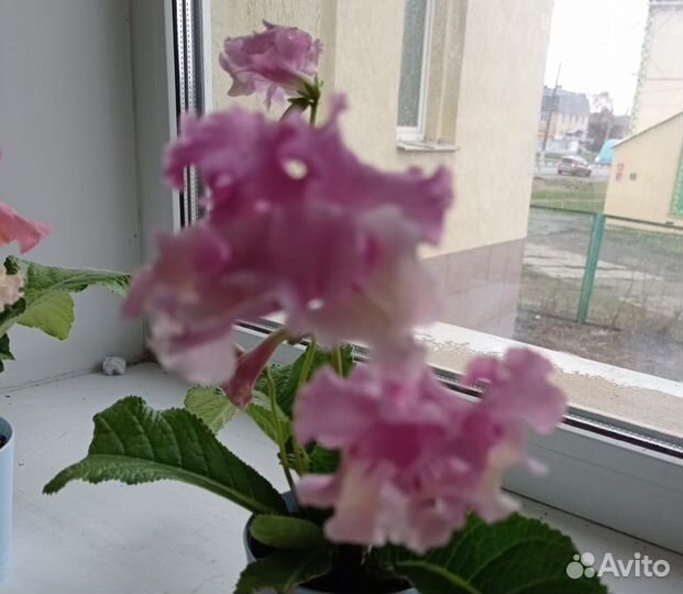 Стрептокарпусы