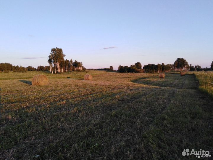 Продам сено