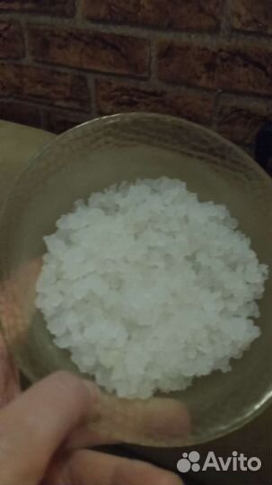 Индийский морской рис зооглея