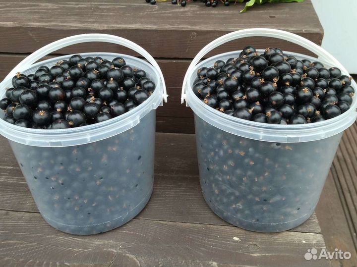 Продам ягоду смородину