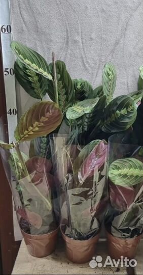 Маранта триколор