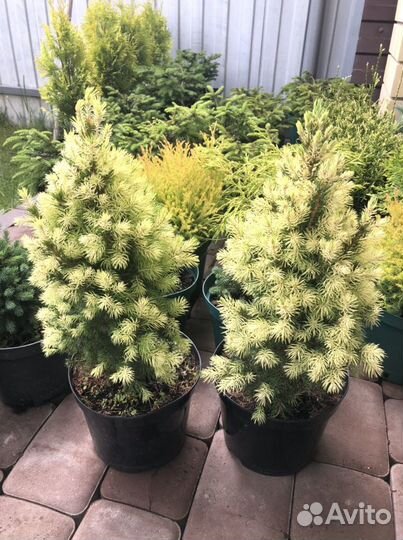 Ель дейзи уайт и Сандерс блю