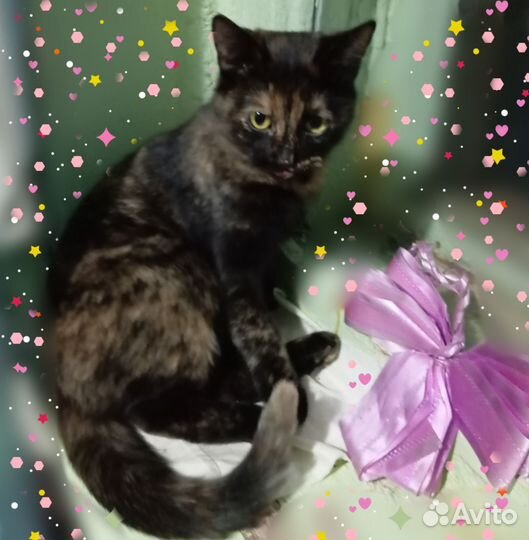 Ксюша (стерилизована)