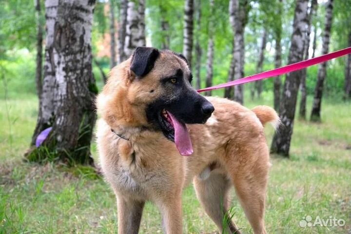 Собака в добрые руки