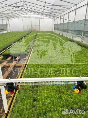 Голубая ель зкс сеянцы