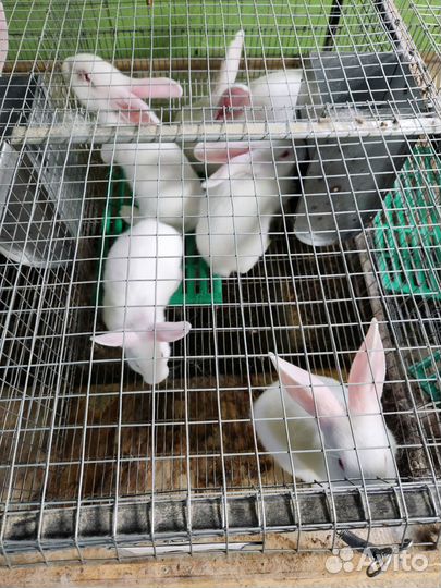 Белый паннон кролик на племя и на мясо