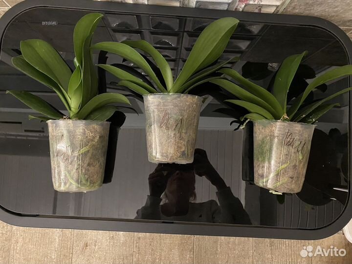 Орхидея фаленопсис бабочка Pink Sunset Girl