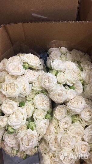 Кустовые Розы Bombastic Поштучно