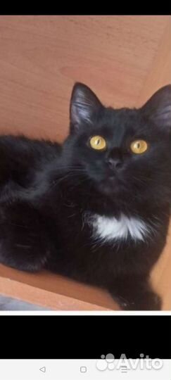 Кошечки и котики