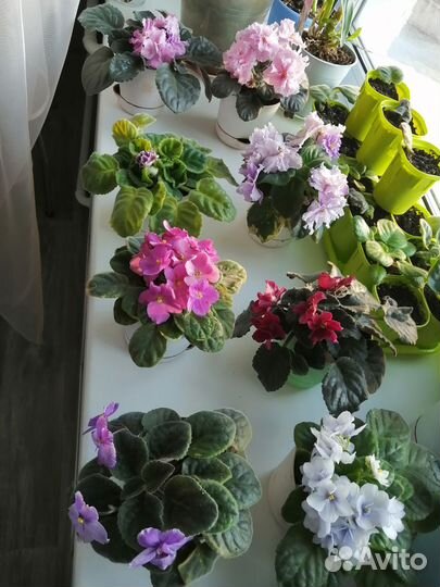 Цветущие фиалки