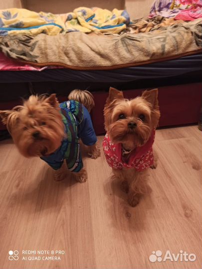 Йоркширский терьер