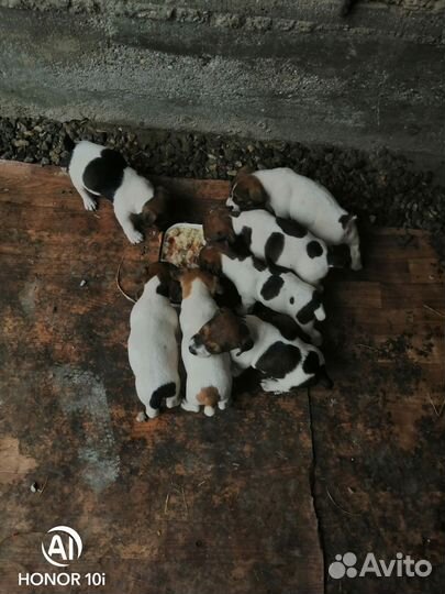 Щенок джек рассел бесплатно