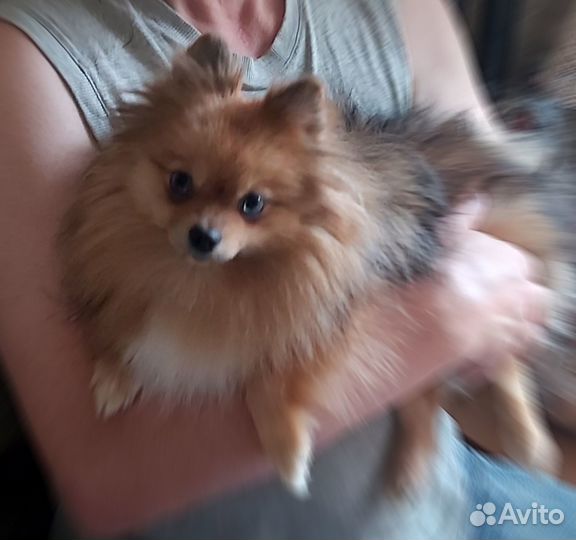 Девочка красотка