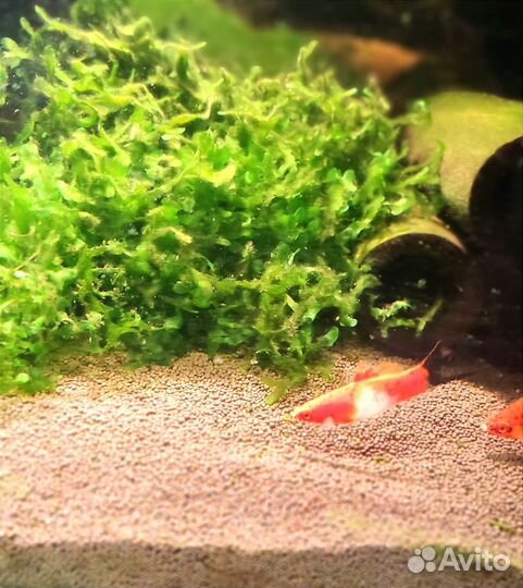 Мох самец меченосца