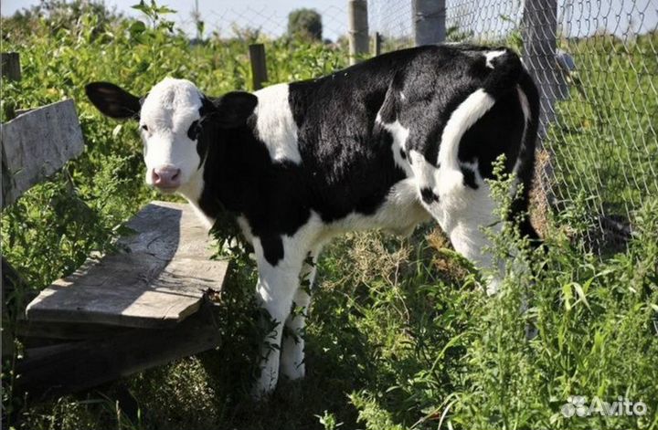 Бычки отпоенные