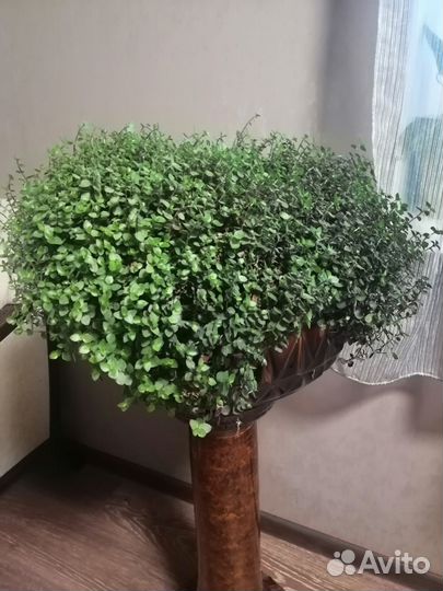 Коллизия