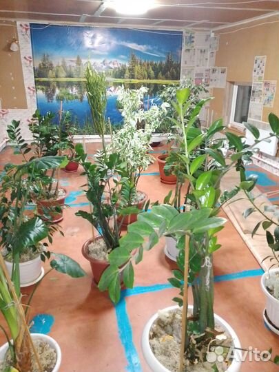 Комнатные цветы