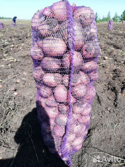 Продам картофель оптом