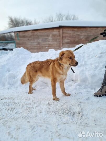 Собаку привязали у приюта