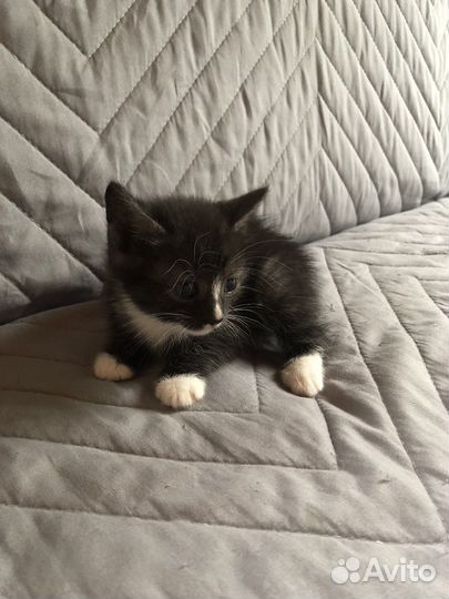 Котята в добрые руки приучены к лотку