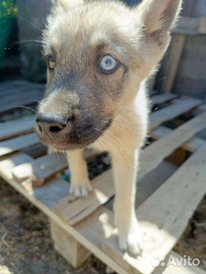 Собака в добрые руки щенок