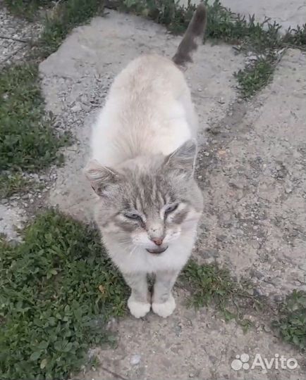 Кот живет у магазина