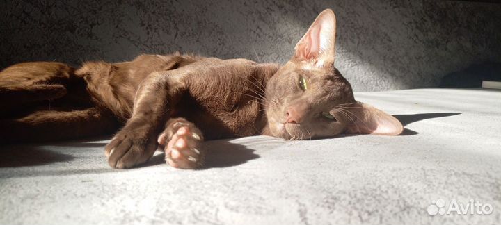 Взрослые титулованные зеленоглазые цинамоны