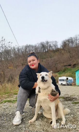 Принц. Похож на породу Каролинская собака. Добрый