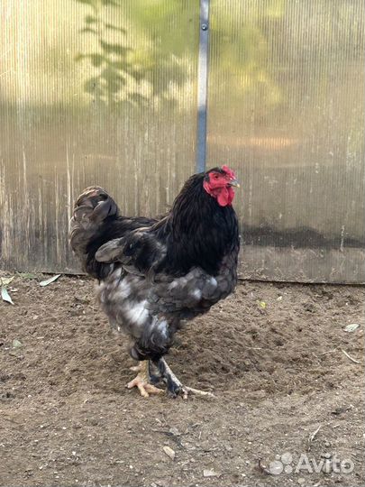 Молодые петухи